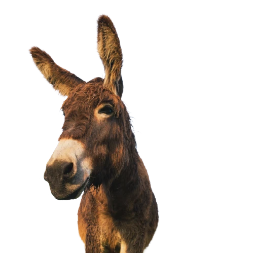 Donkey