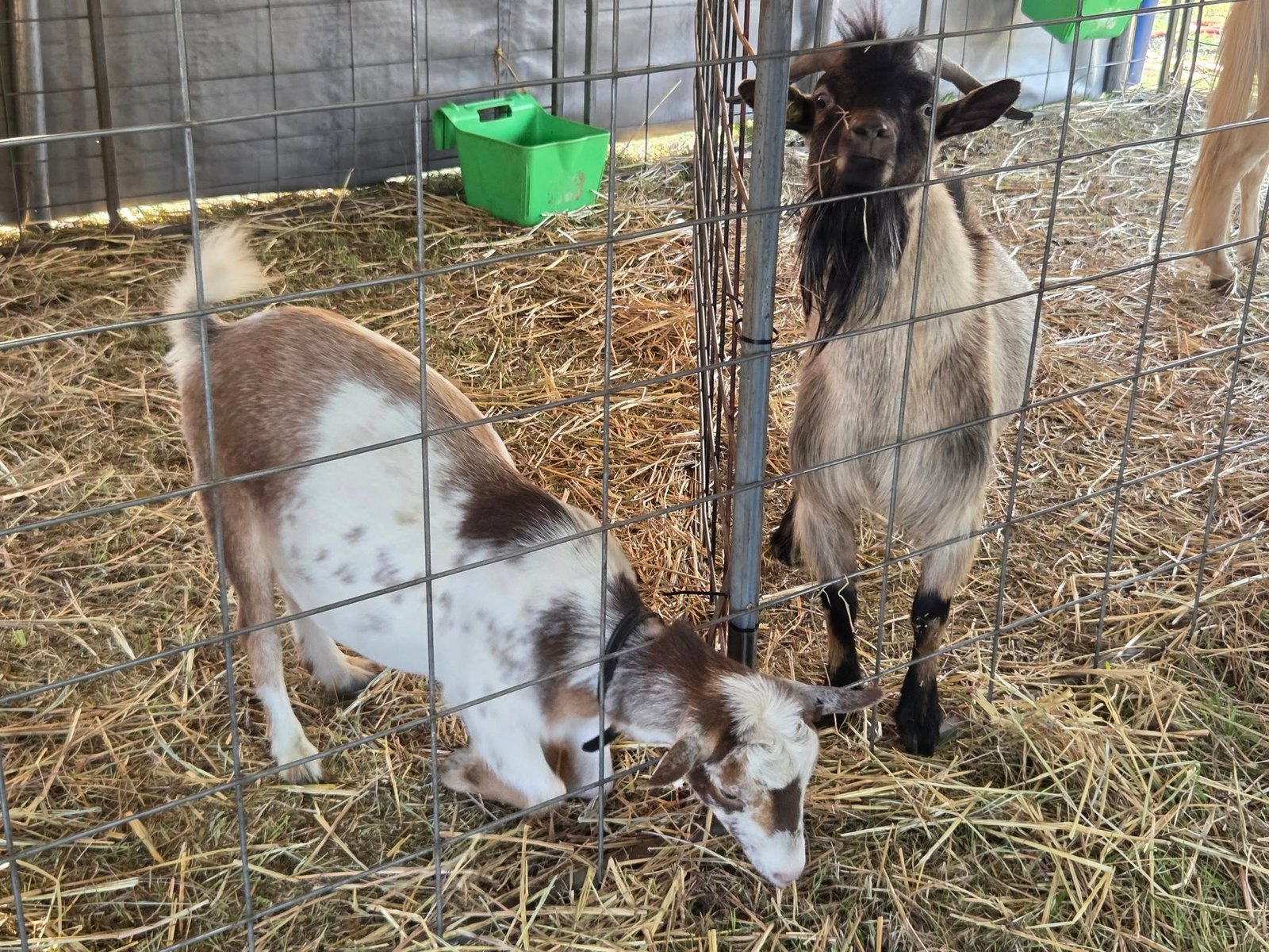 Goats