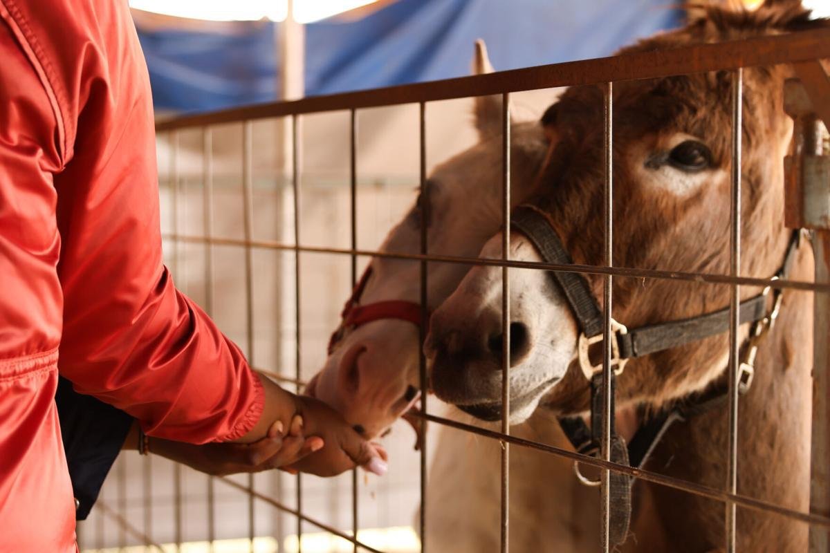 Feeding Donkey