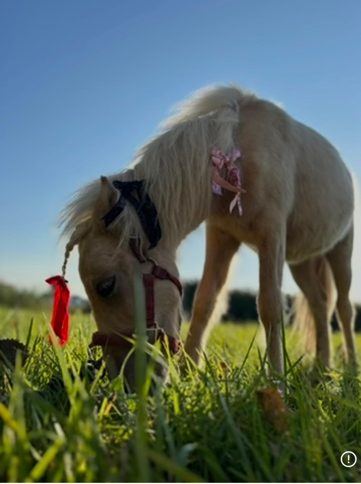 Pony in Grass